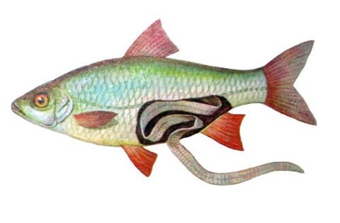 peixe como causa de infección humana con parasitos