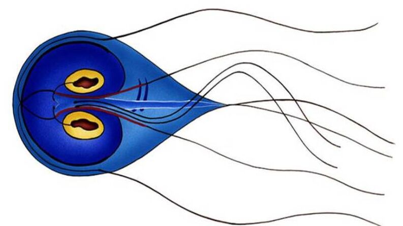 Giardia, un parasito do intestino delgado humano