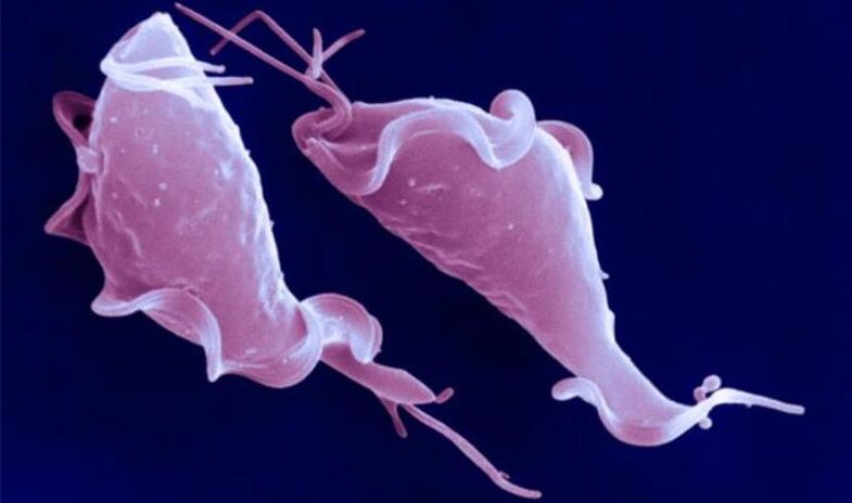 Trichomonas vaginalis é un protozoo parasito que causa infertilidade.